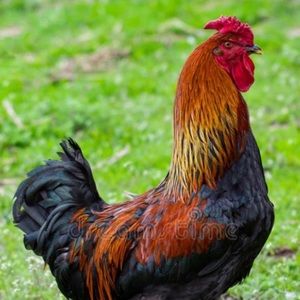 Meet your Posher, Alexander